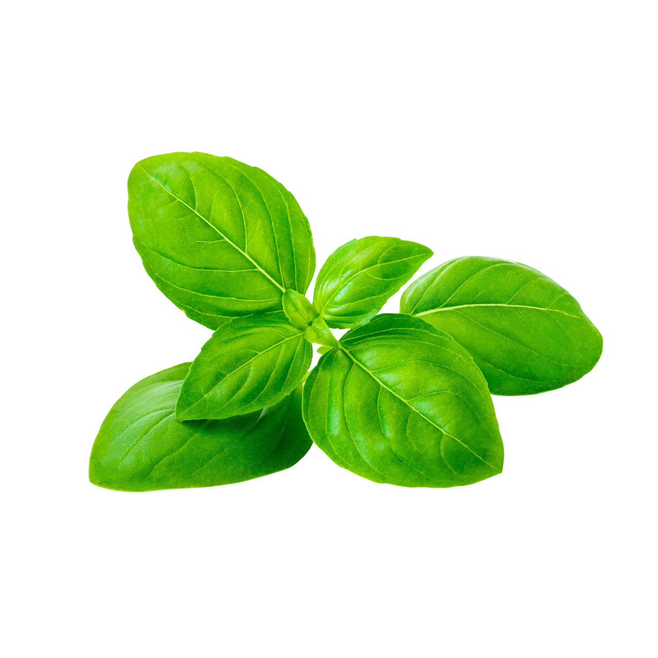 Basil
