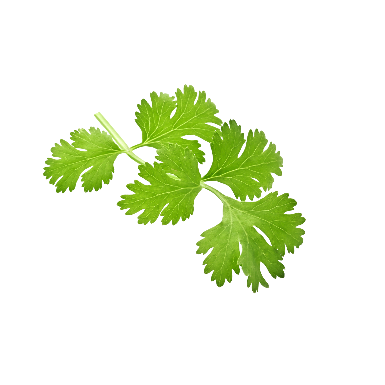 Coriander