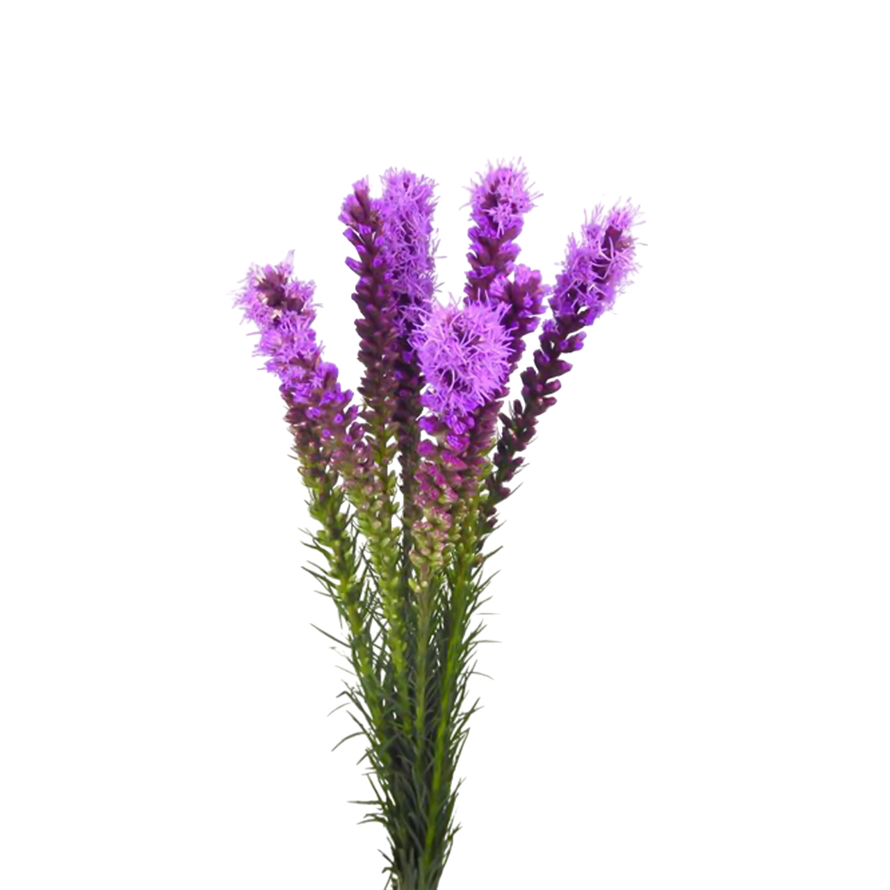 Liatris