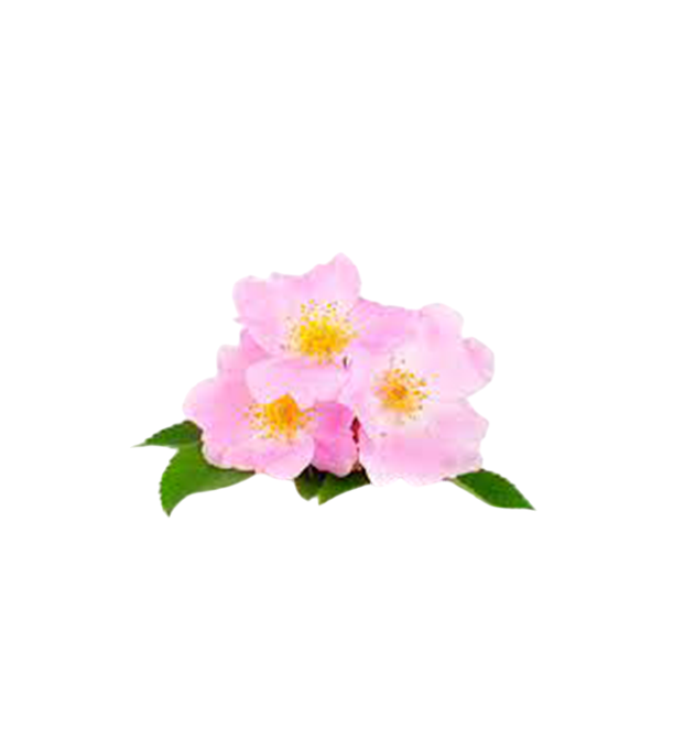 Russian Rose
