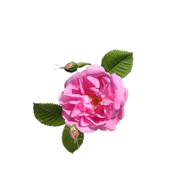 Turkish Rose