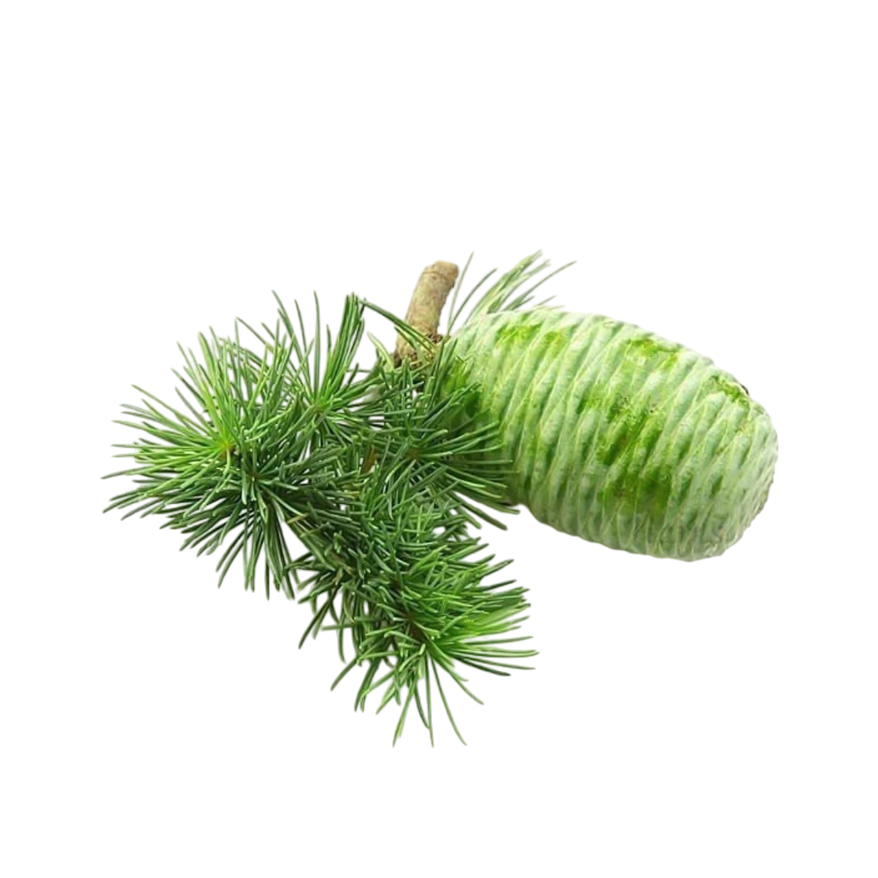 Virginia cedar