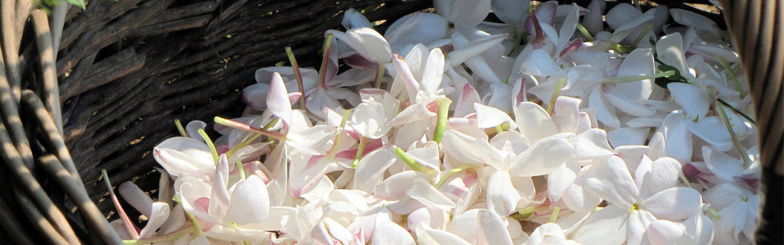 Jasmine in perfumery: the ultimate seductive note