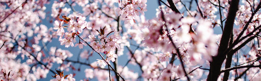 Must-Try Perfumes for Spring!