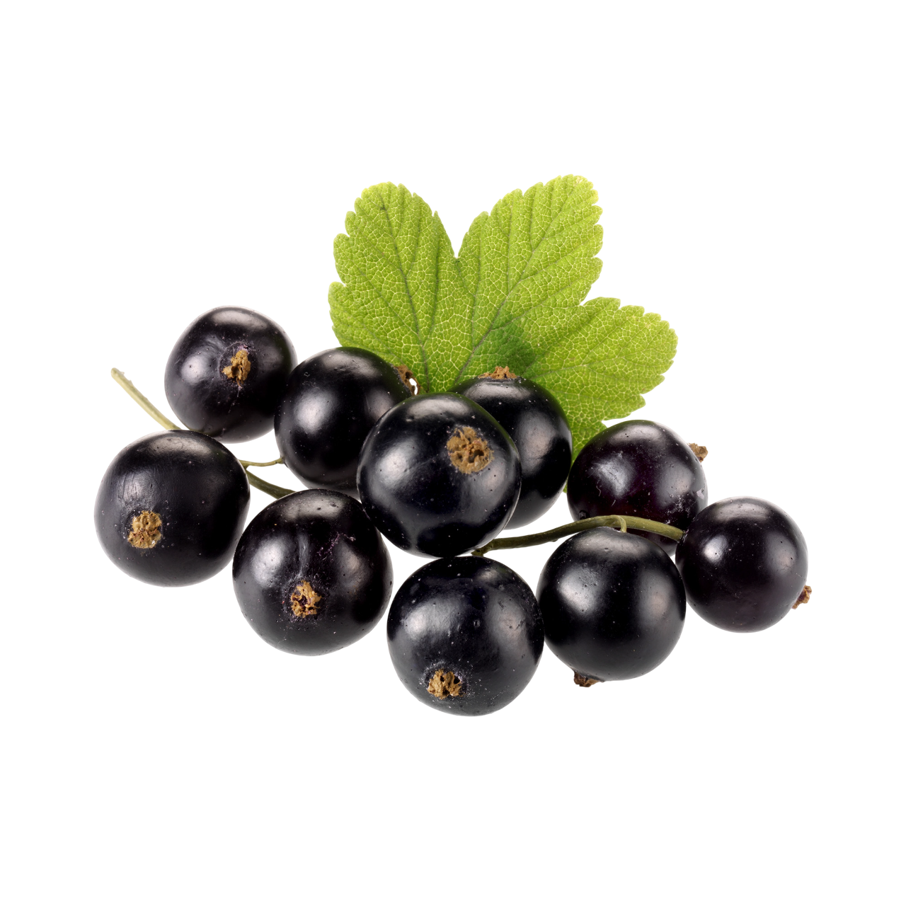 Blackcurrant Ribes