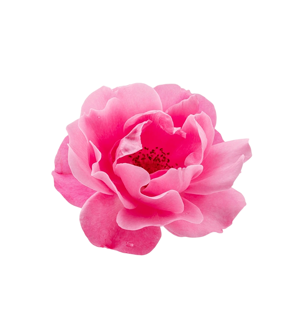 Bulgarian Rose