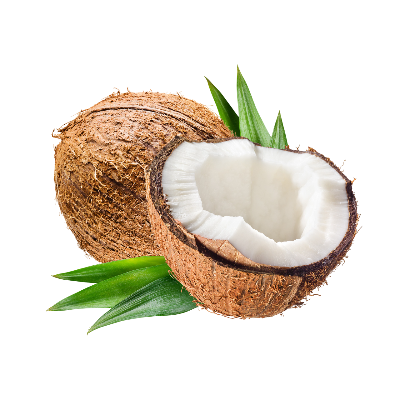 Cocunut