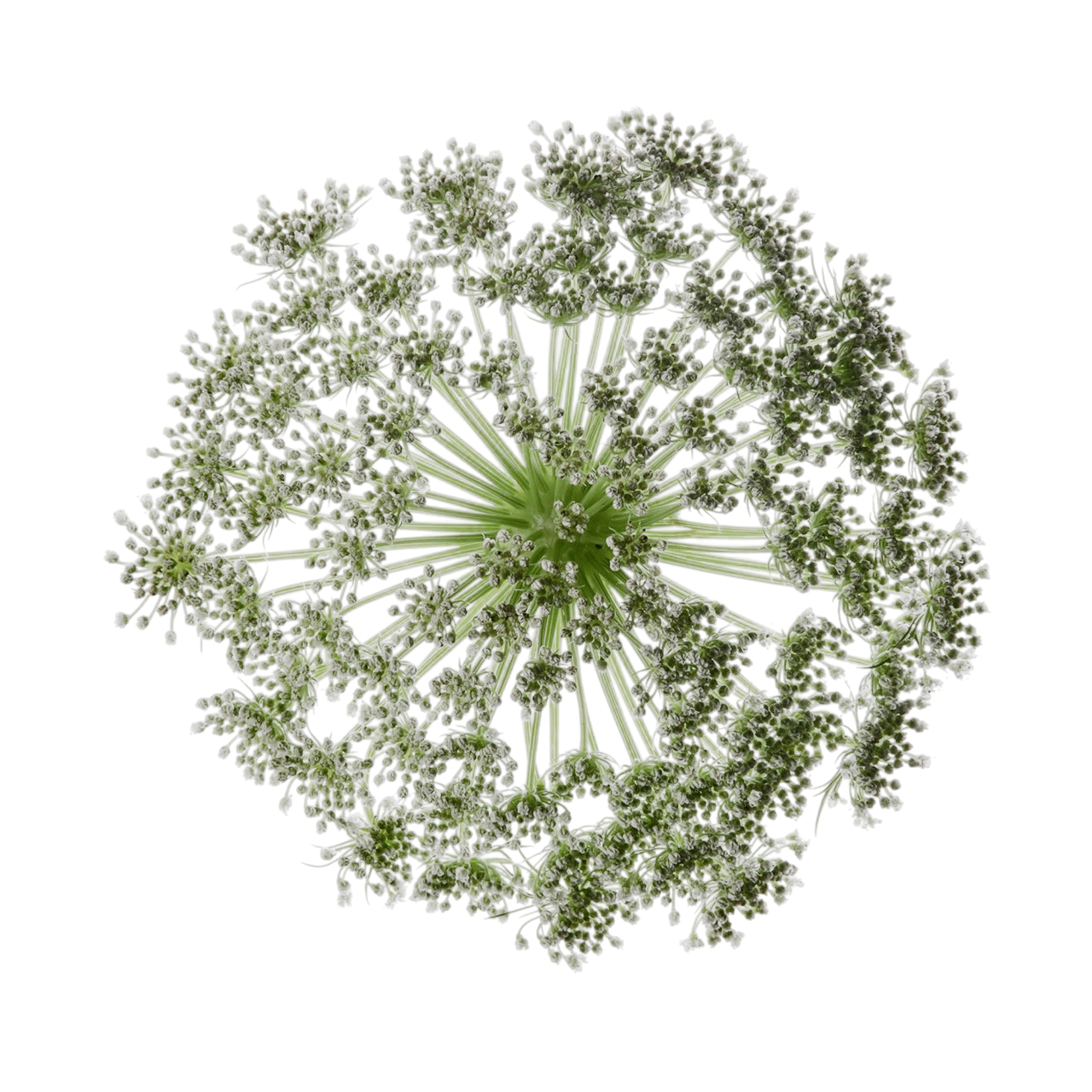 Galbanum