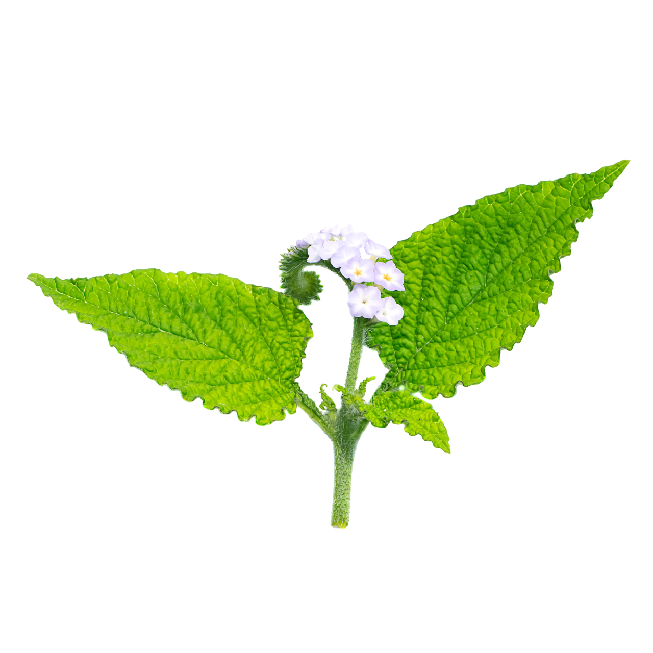 Heliotrope