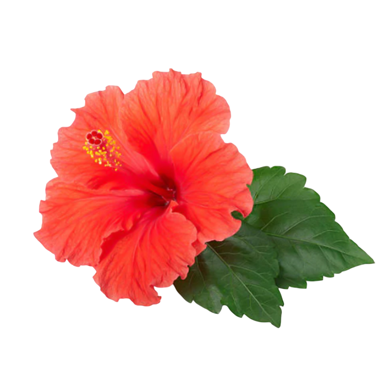 Hibiscus