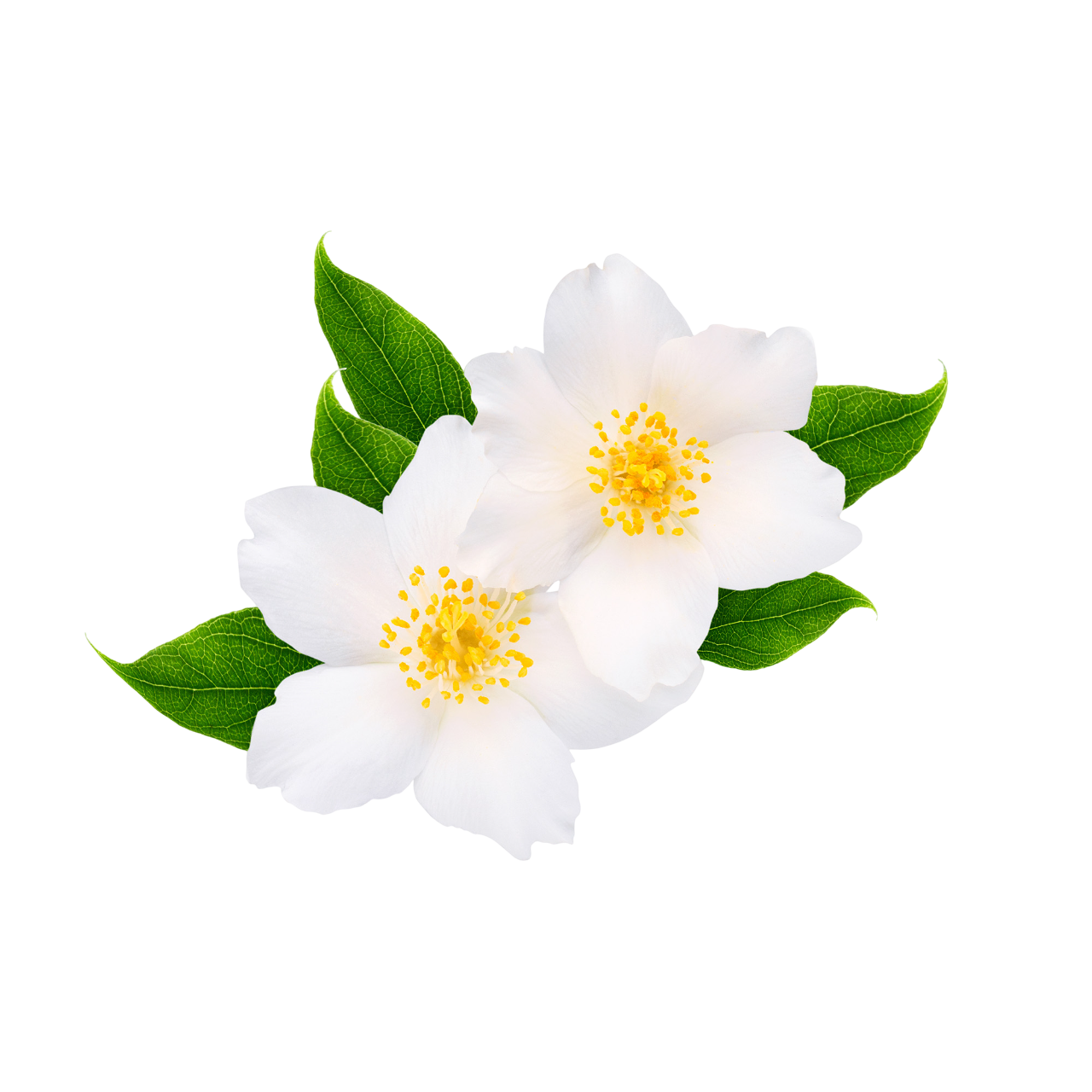 Jasmin