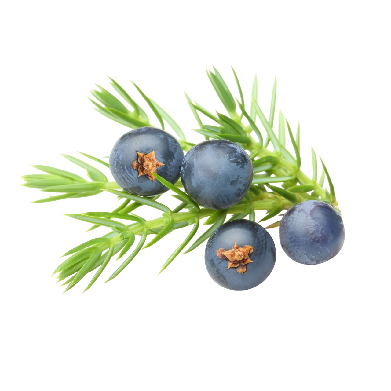 Juniper