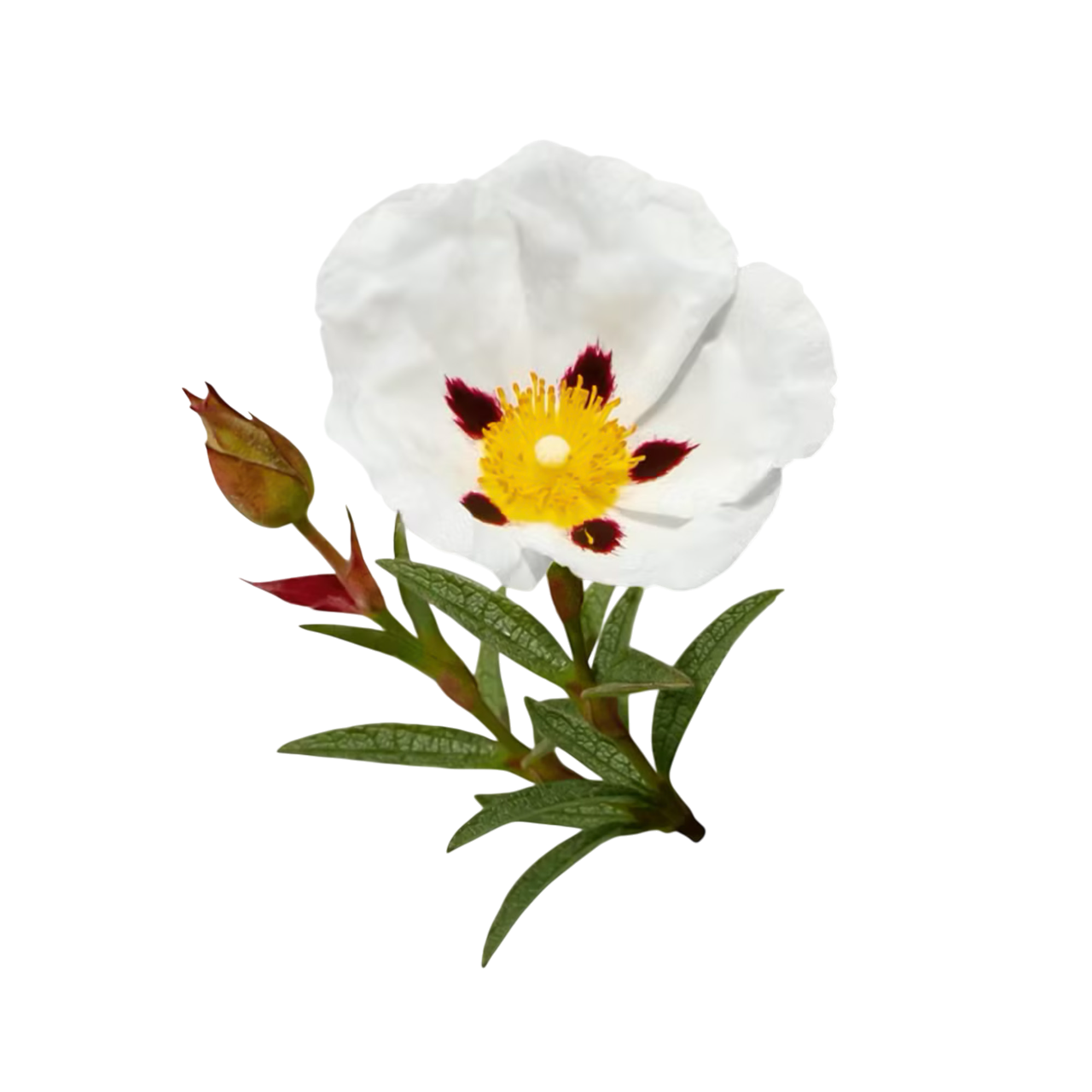 Labdanum