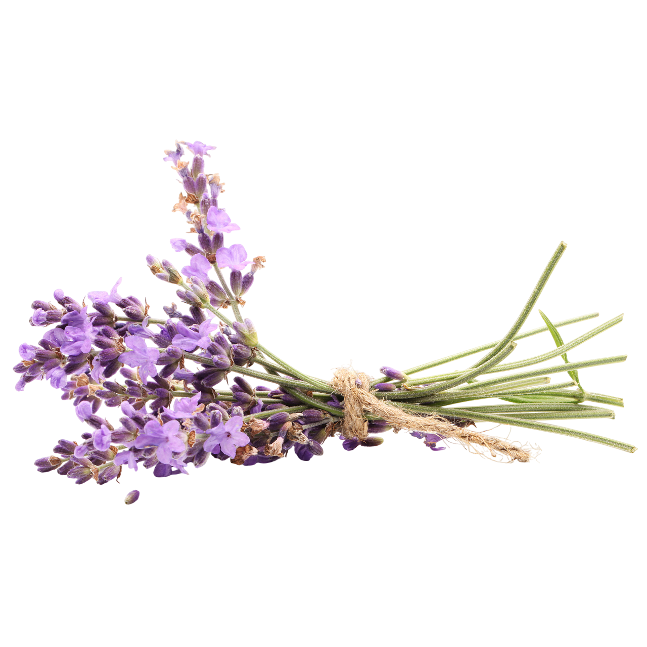 Lavander
