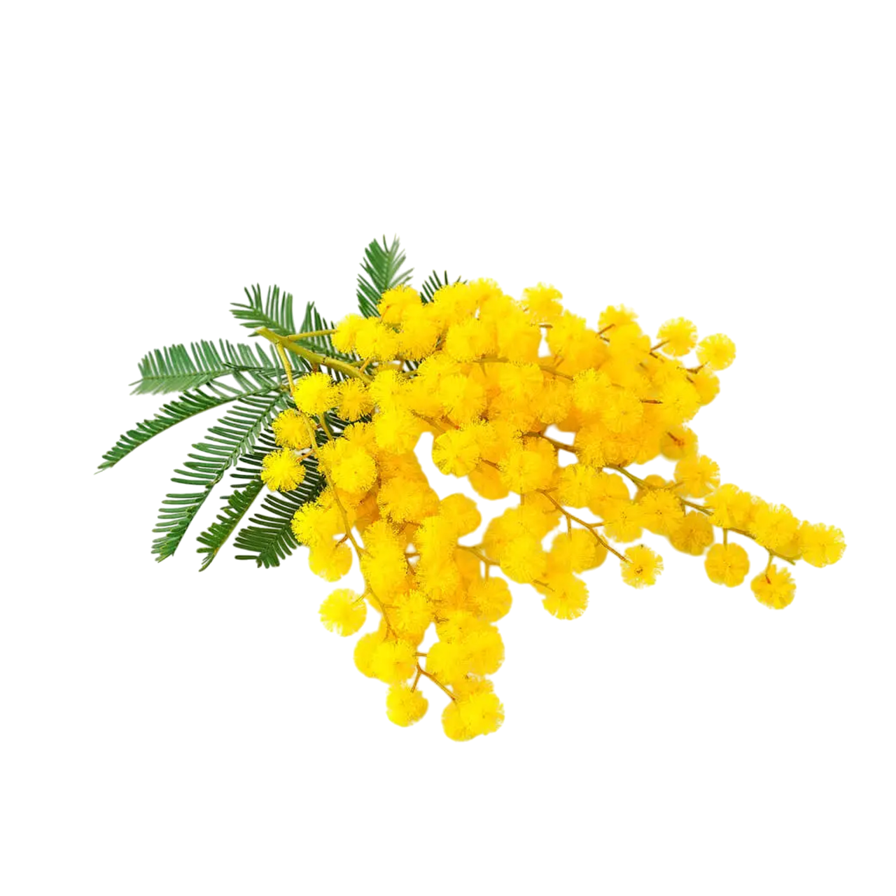 Mimosa