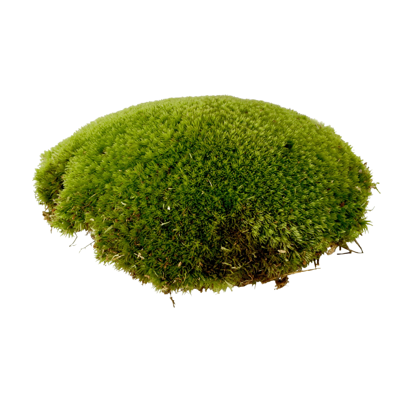 Moss