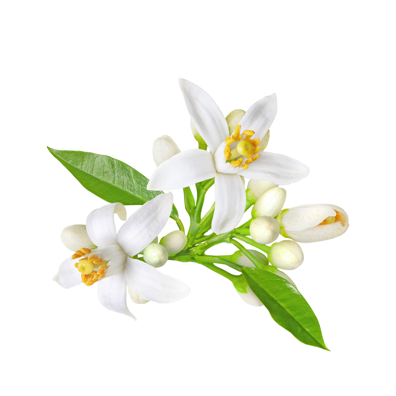Neroli