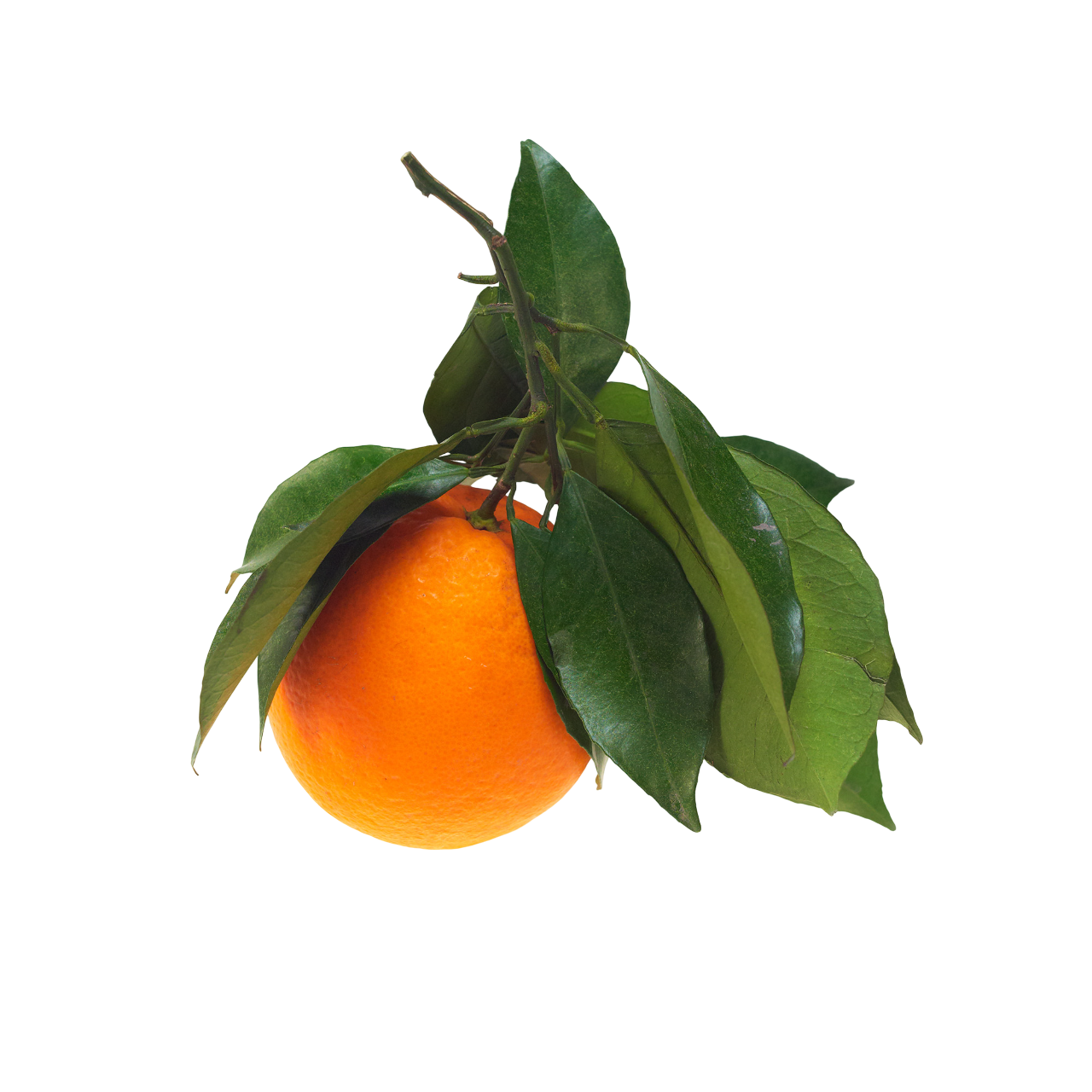 Orange Tree
