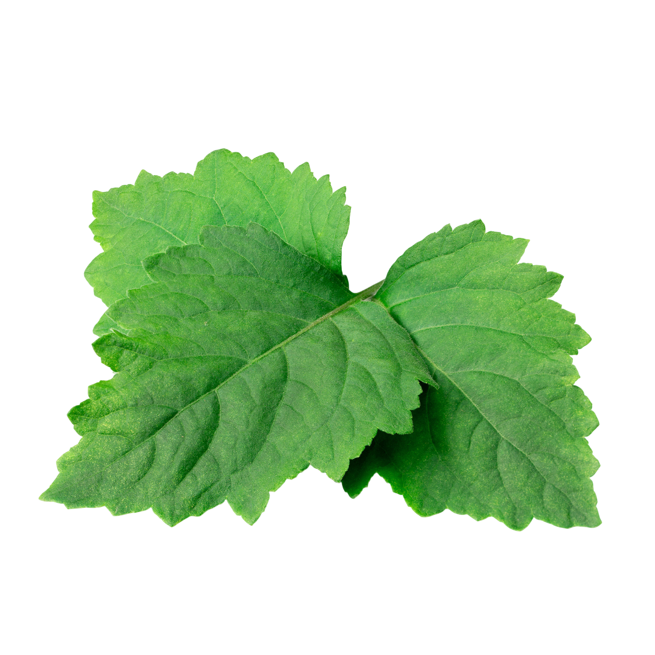 Patchouli