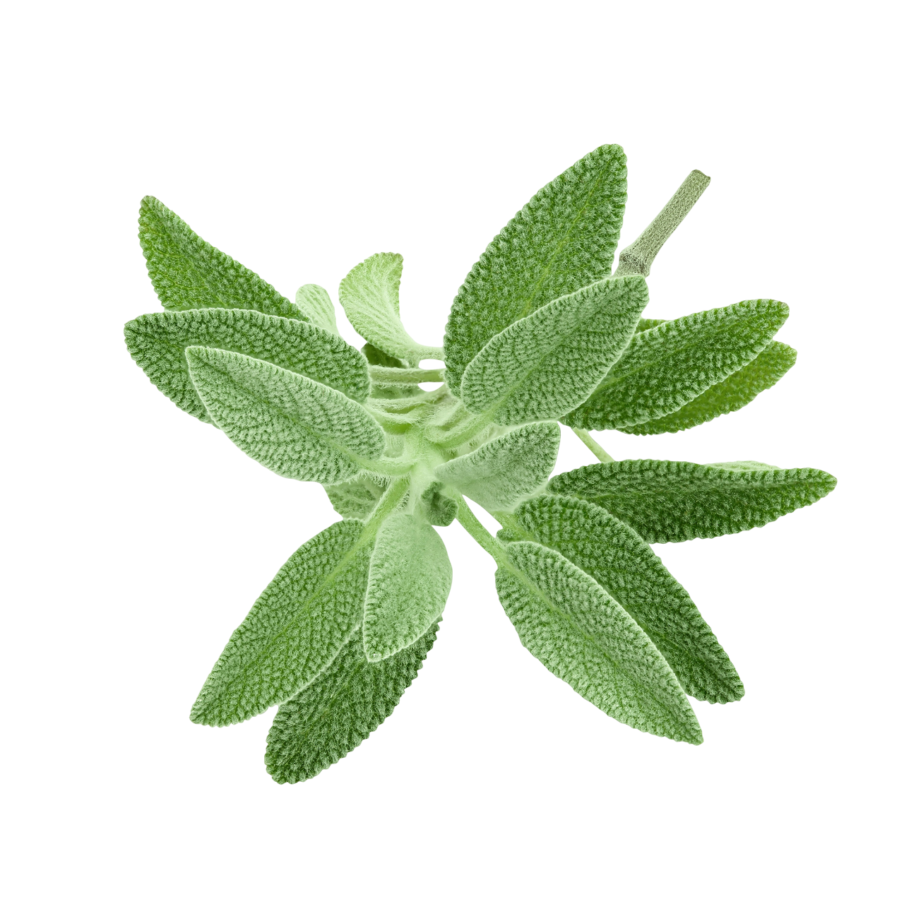 Sage