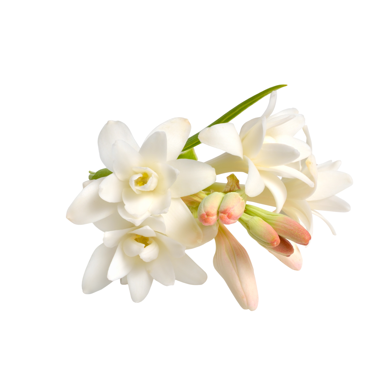 Tuberose