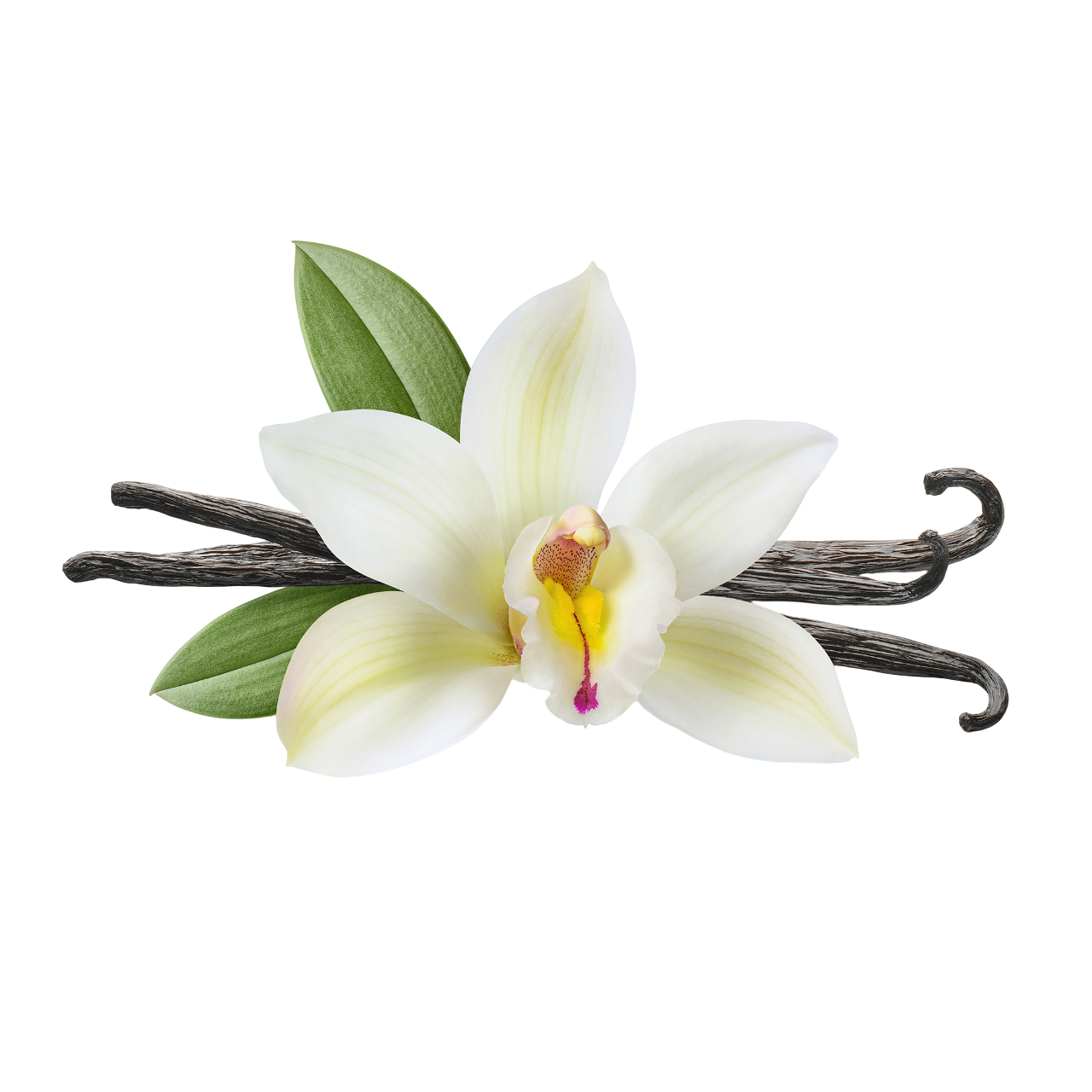 Vanilla