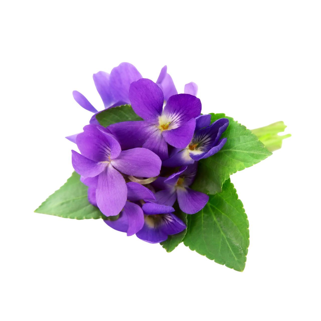 Violet