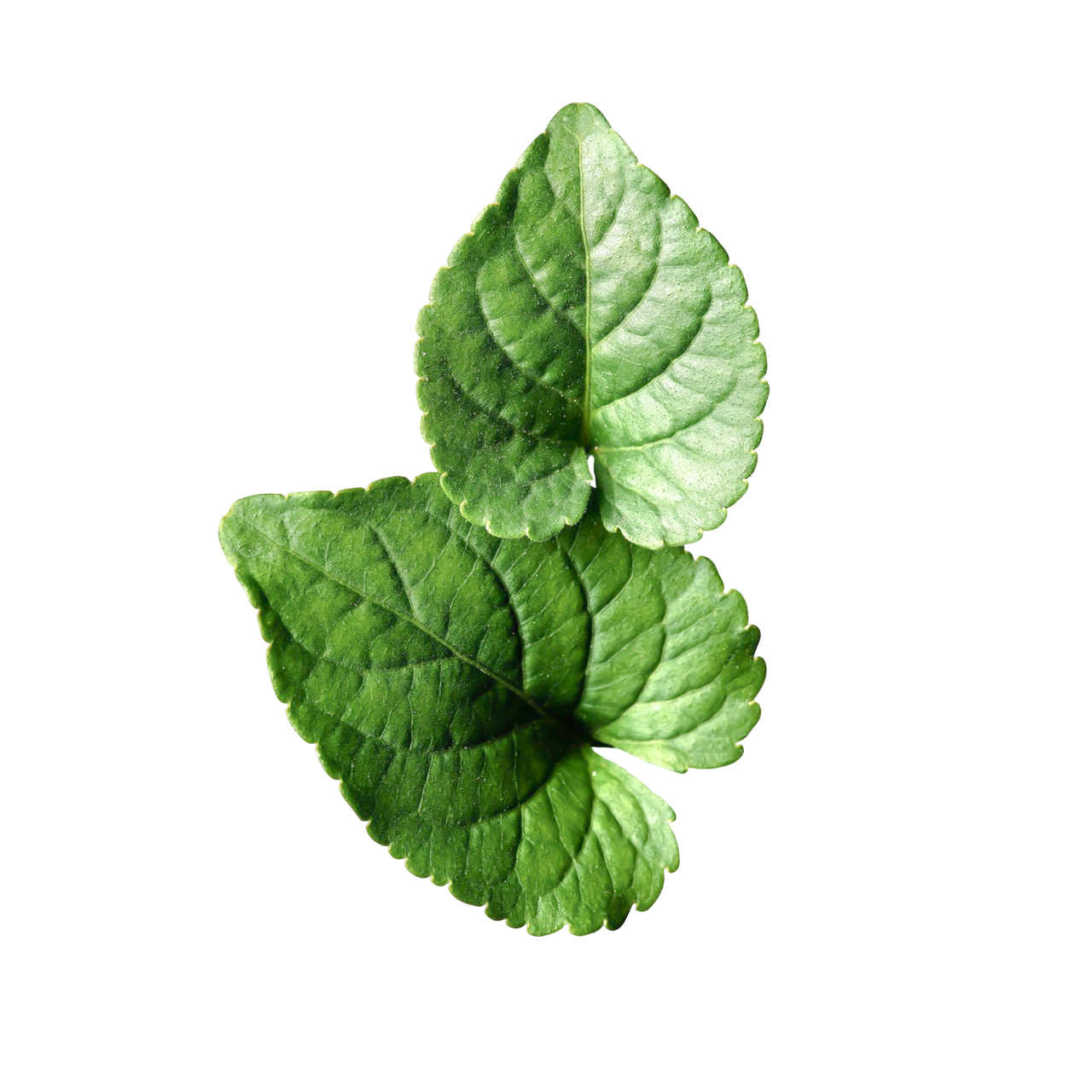 Violet Leaves