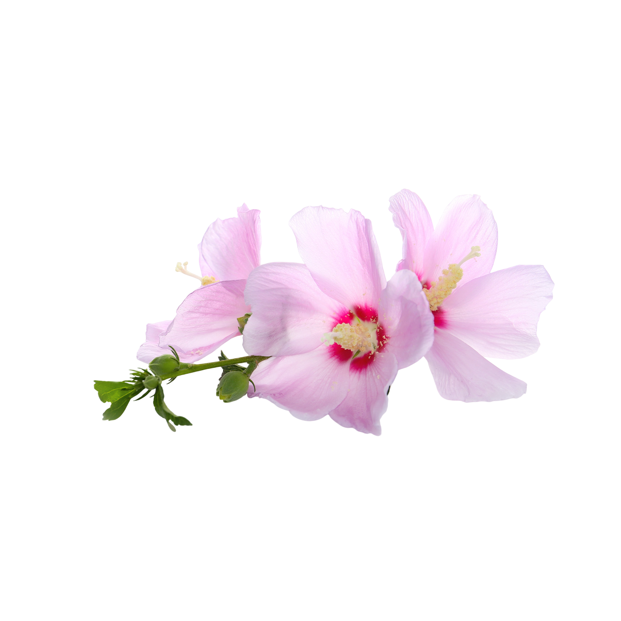 White Musk
