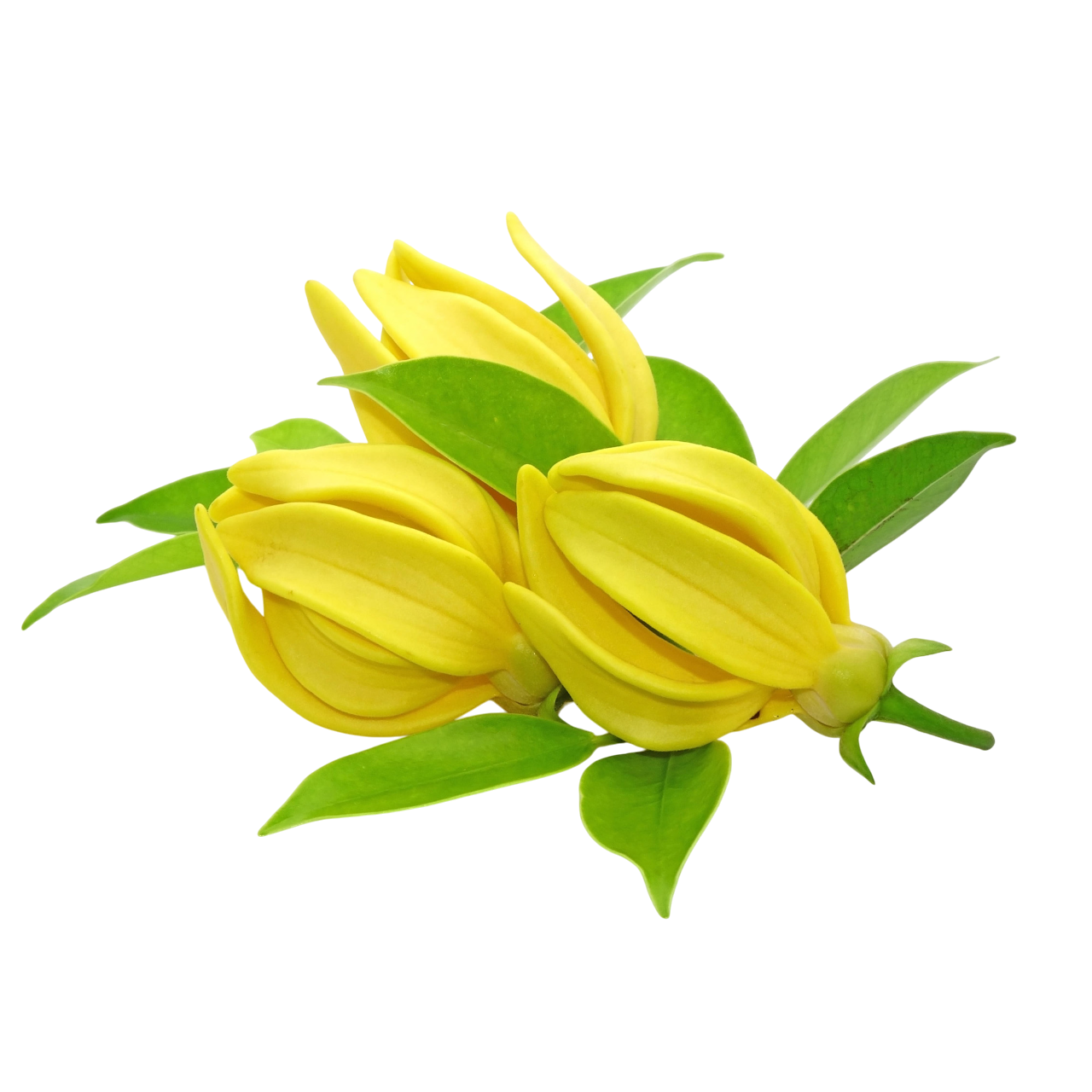 Ylang Ylang