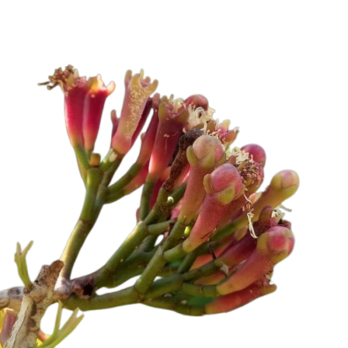 Clove Flower